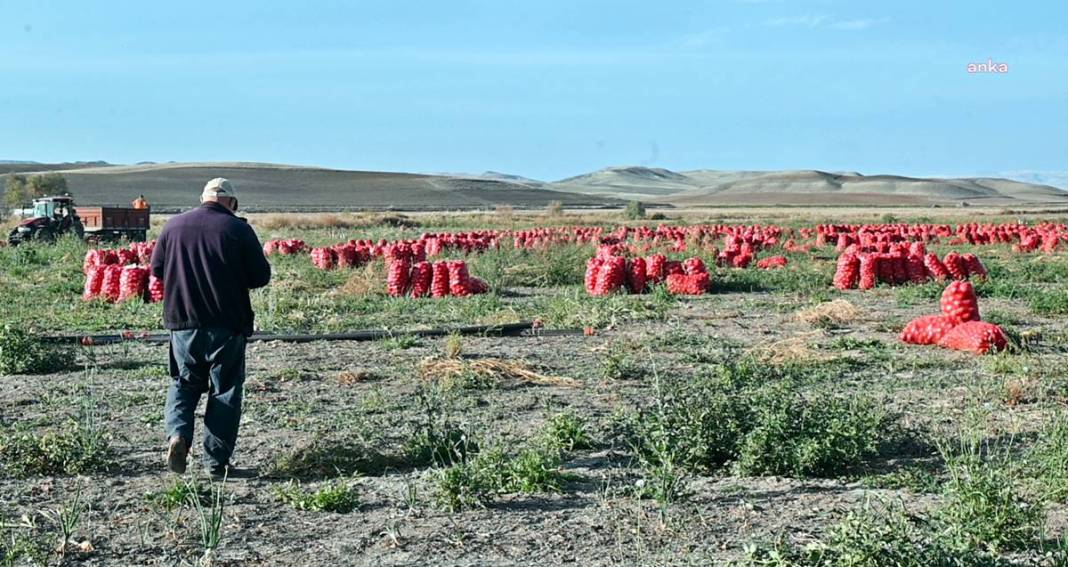 Üreticiye soğan şoku: Tonlarcası depolara kaldırılıyor! Bu kez de fazla üretim başlarına dert oldu 11